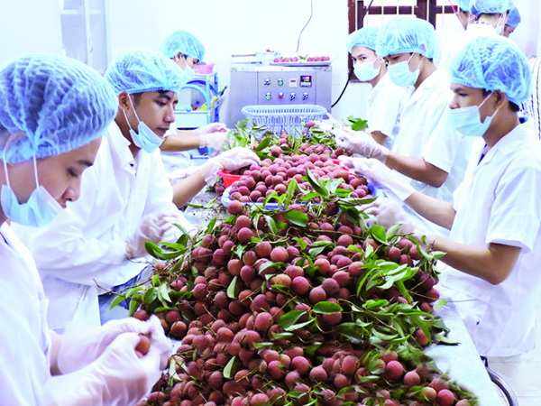 Công ty CP chế biến nông sản Việt Xanh